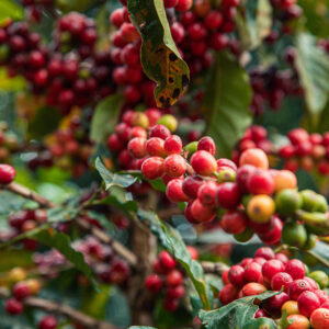 Coffee plants 